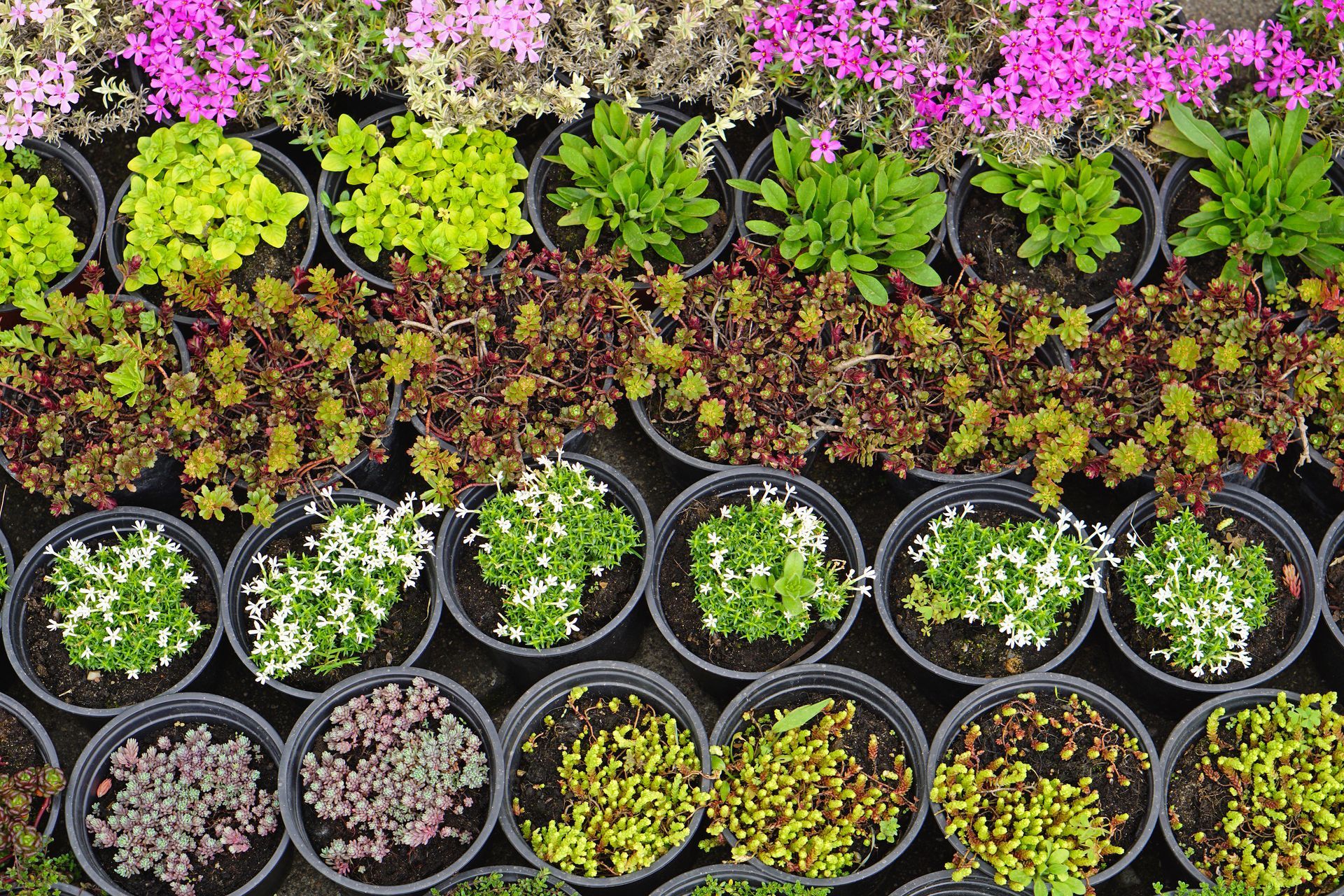 Rows of colorful potted flowers and succulents in a garden nursery
