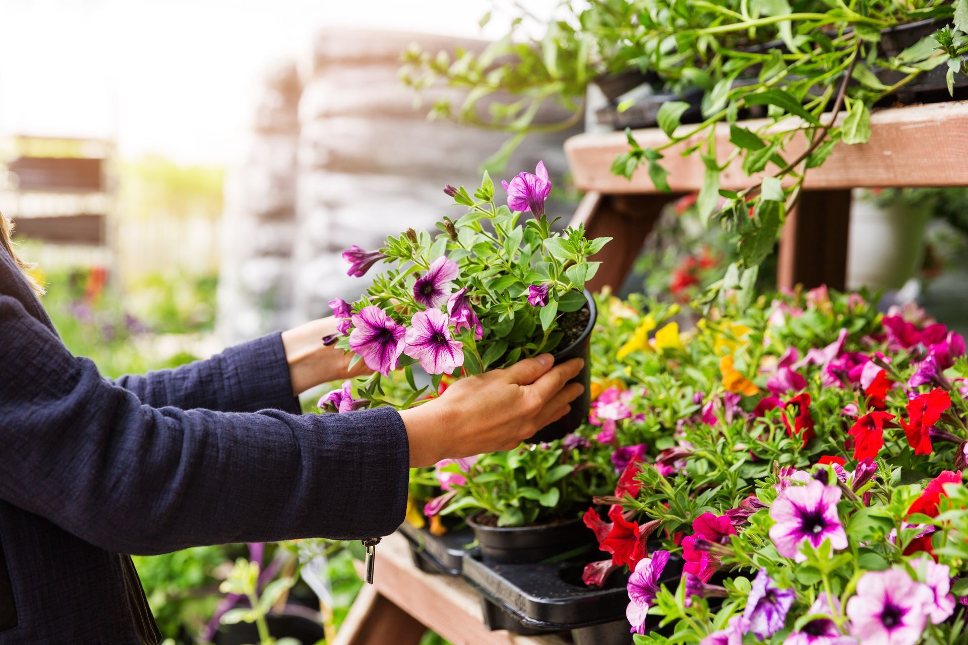 Hands holding a pot of pink and purple flowers in a garden center