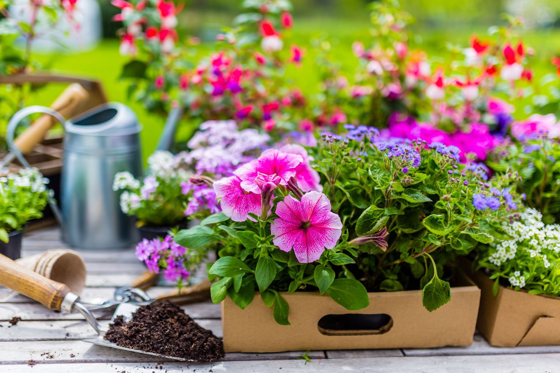 Pink flowers in wooden planters with gardening tools on a rustic table outdoors