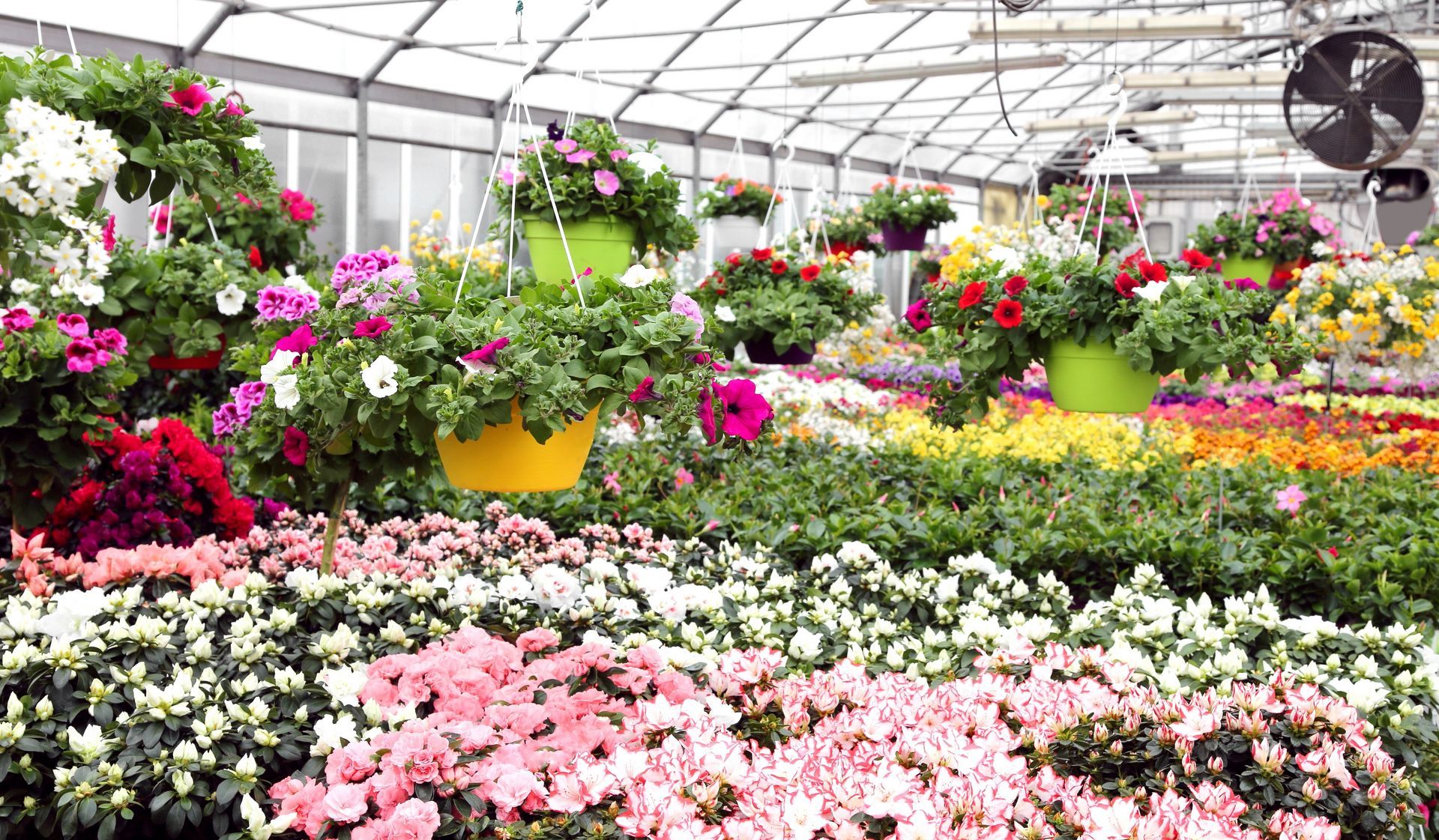 Colorful flower-filled greenhouse with rows of blooming plants and hanging baskets under a glass سقف