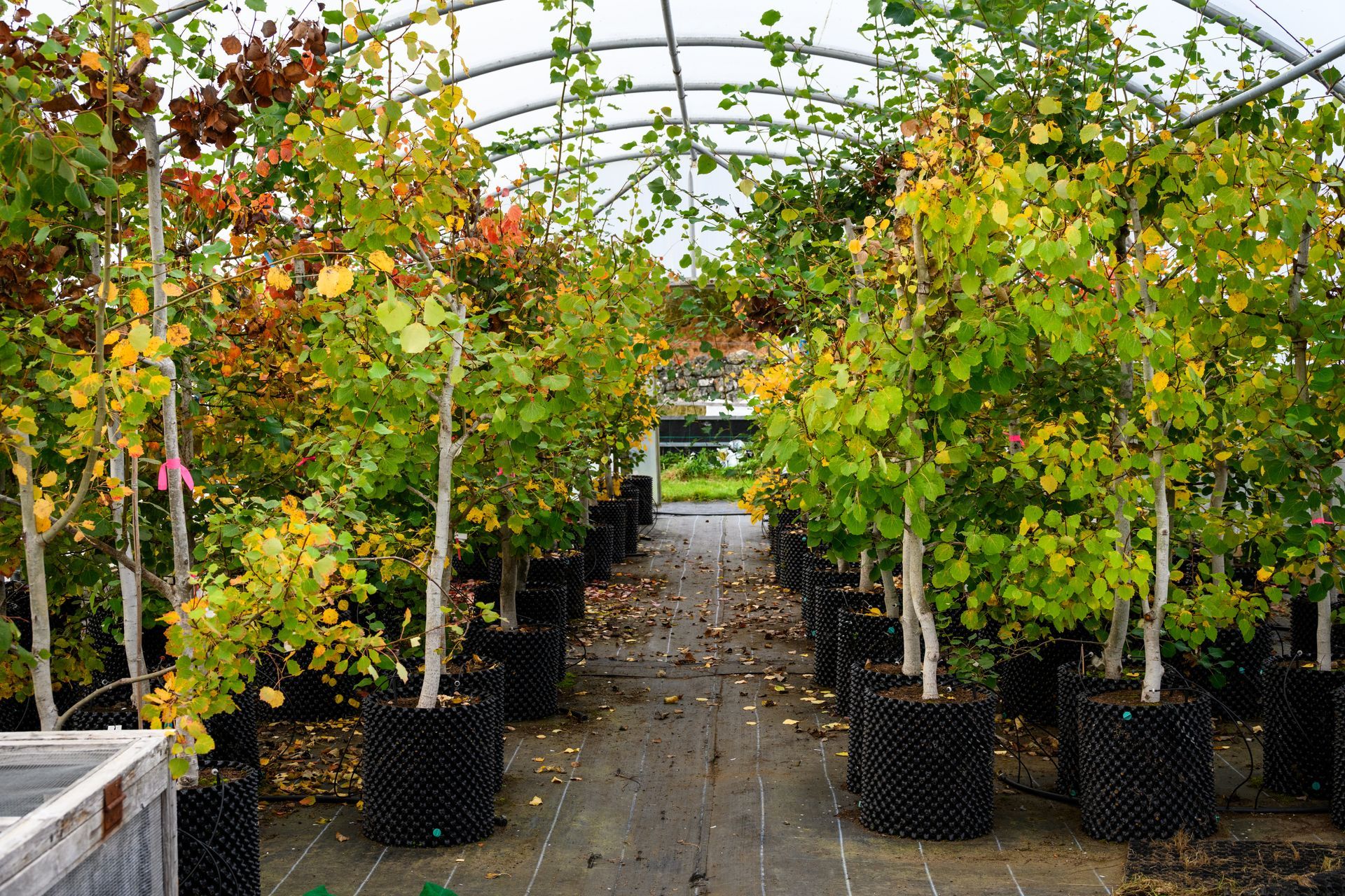 Rows of potted trees with green and orange leaves in a nursery aisle