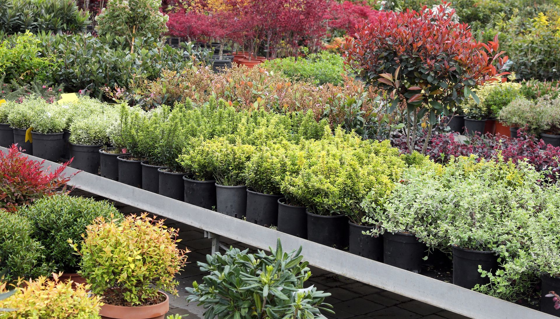 Rows of potted shrubs and colorful plants displayed on tiered nursery benches