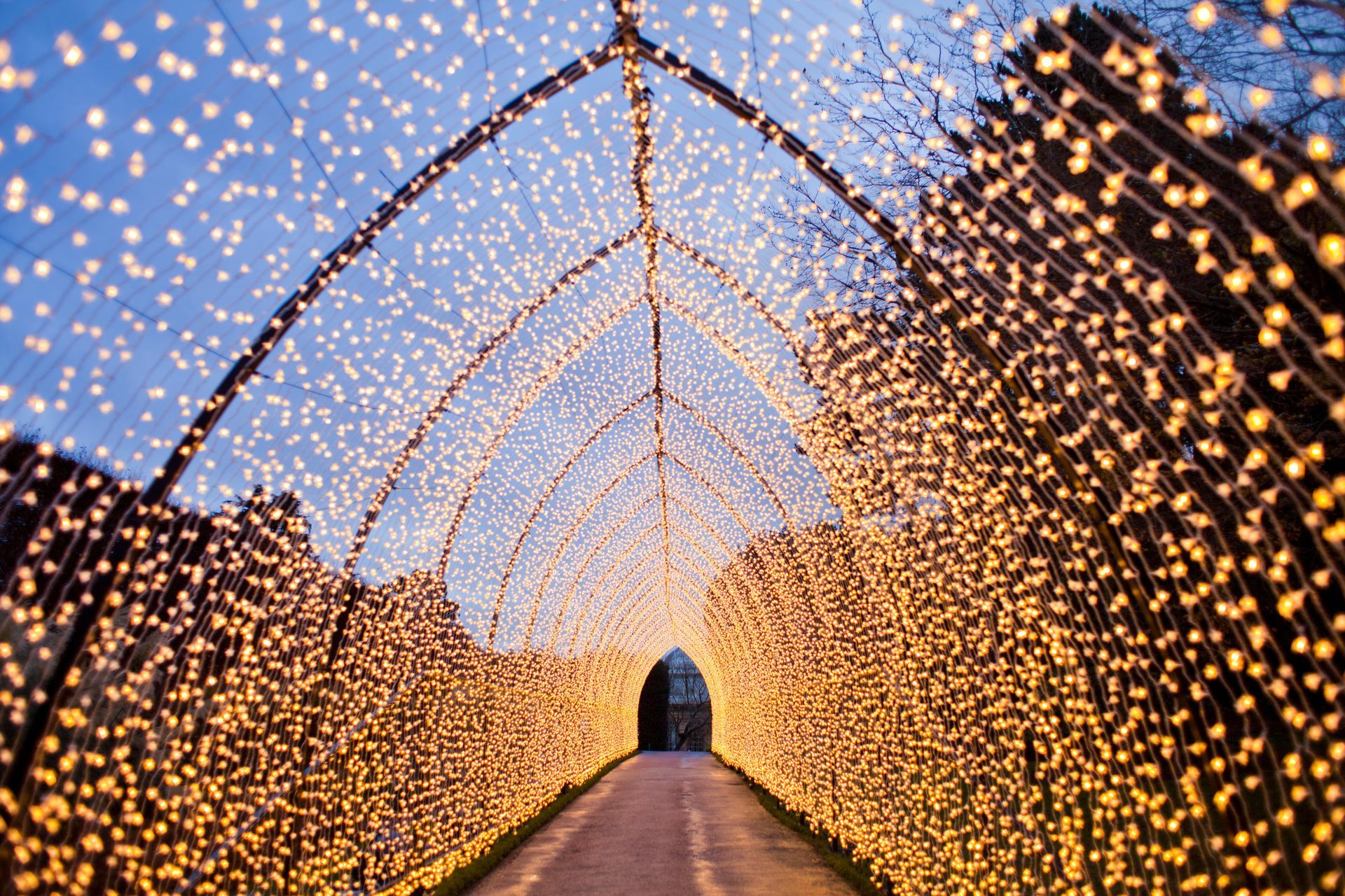 Tunnel of warm white lights arching over a path at dusk, with silhouettes of trees on both sides