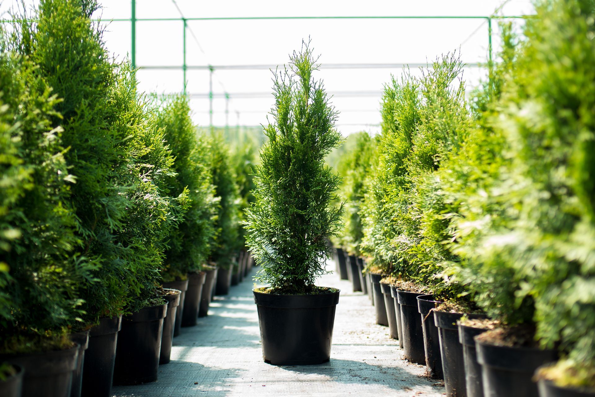 Rows of potted evergreen trees in a greenhouse nursery aisle