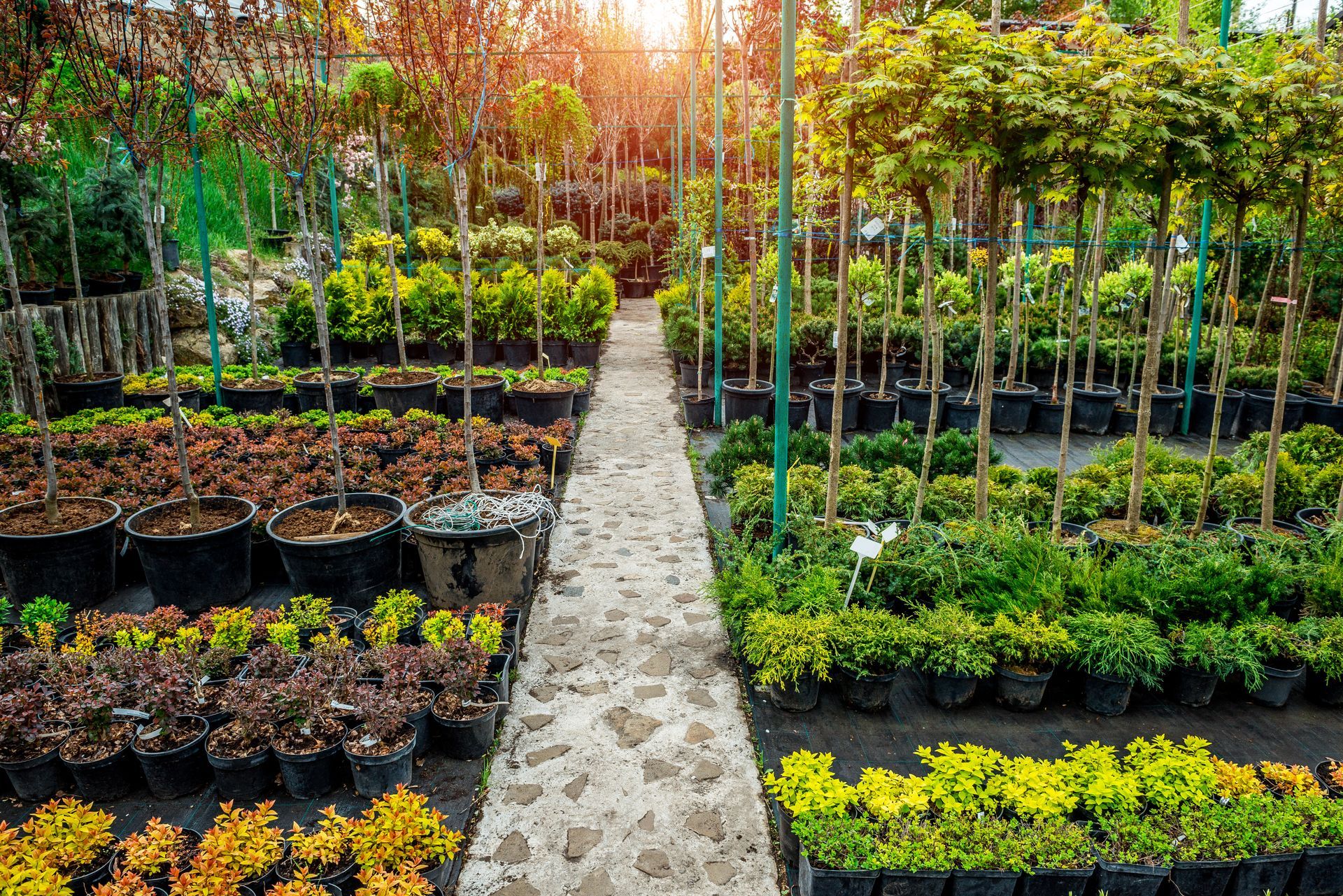 Rows of potted plants in a garden nursery with a central stone path under warm sunlight