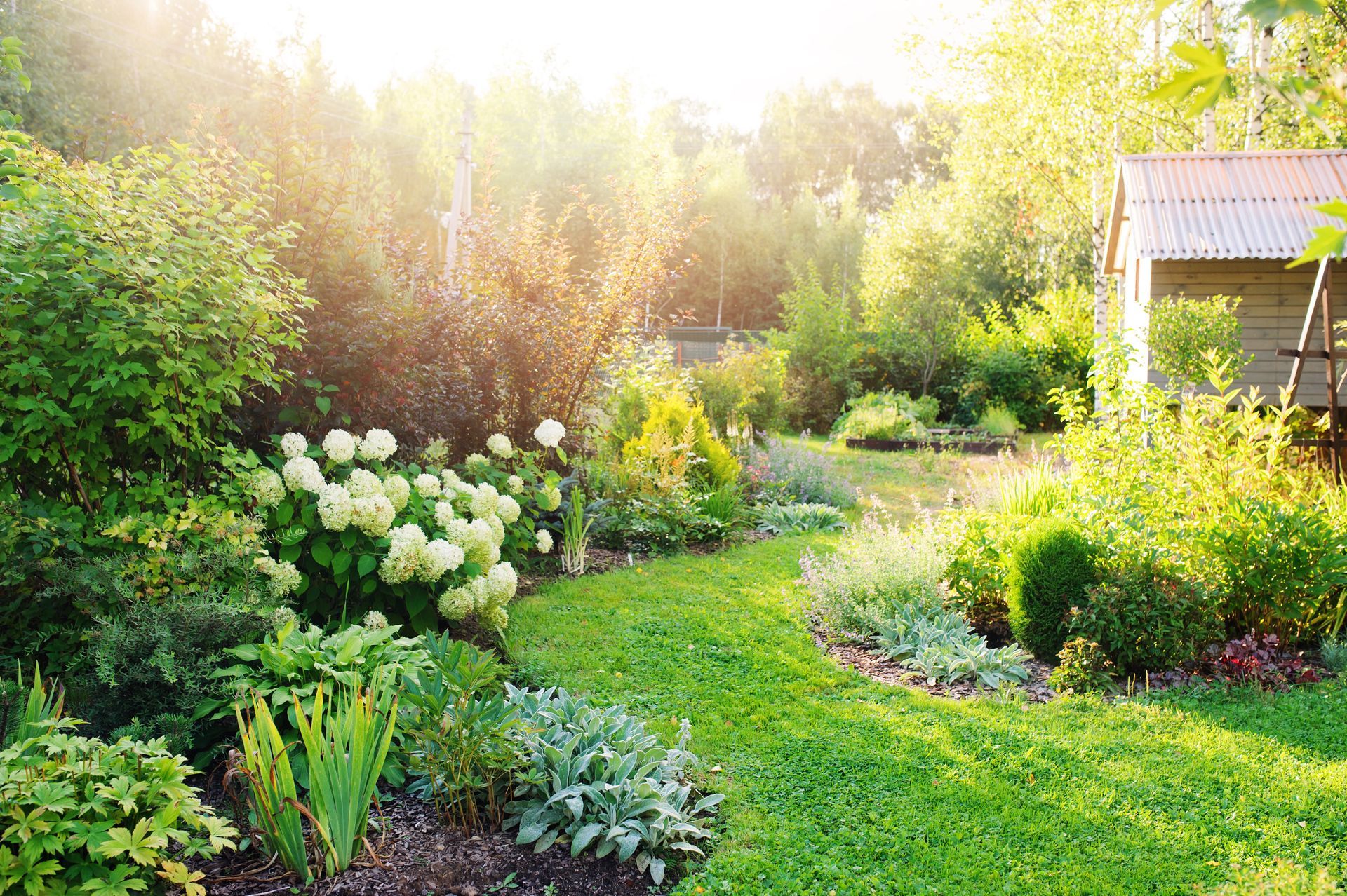 Sunlit garden with lush green lawn, flowering shrubs, and a small shed in the background