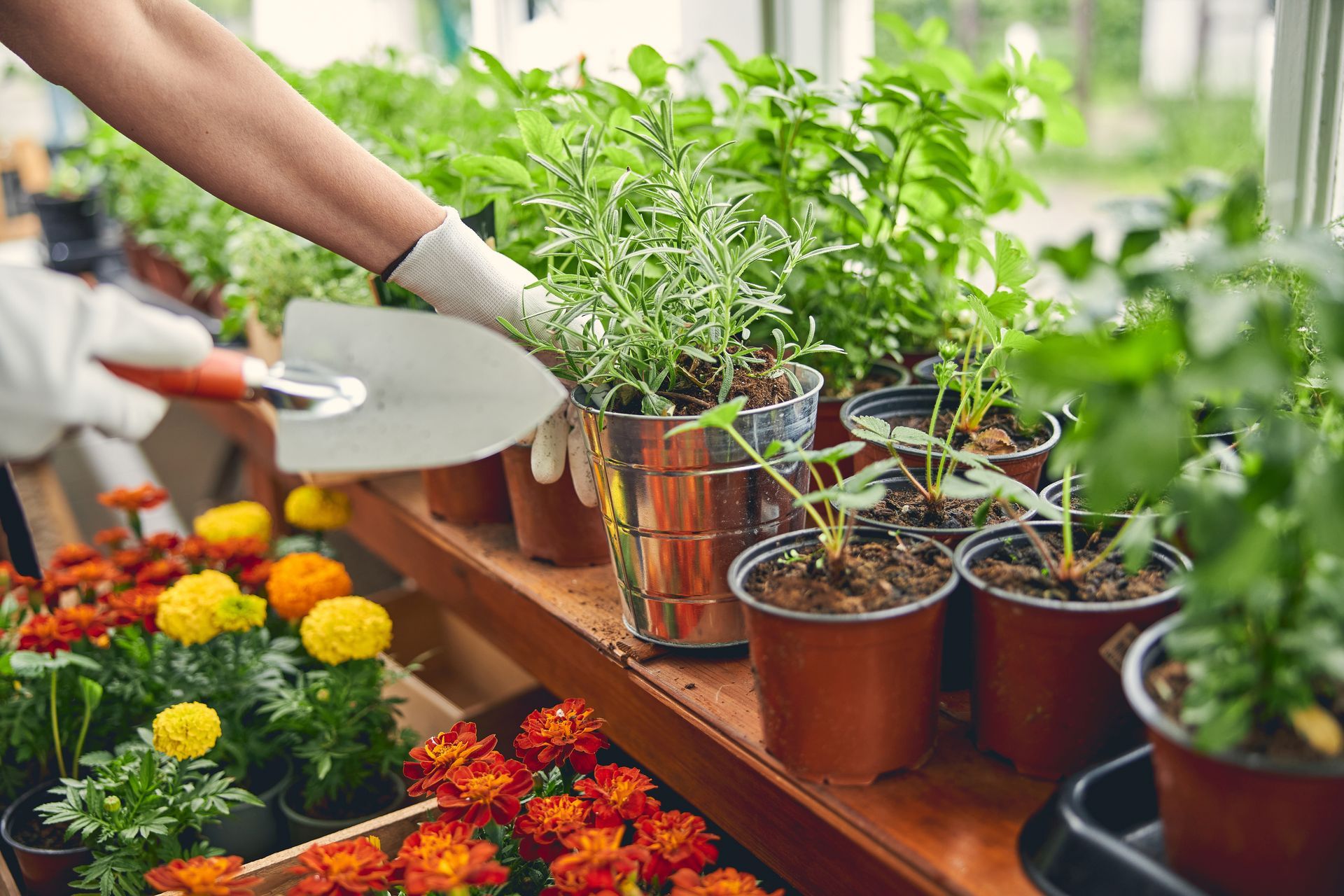 Hands potting green herbs and colorful flowers at a garden center table