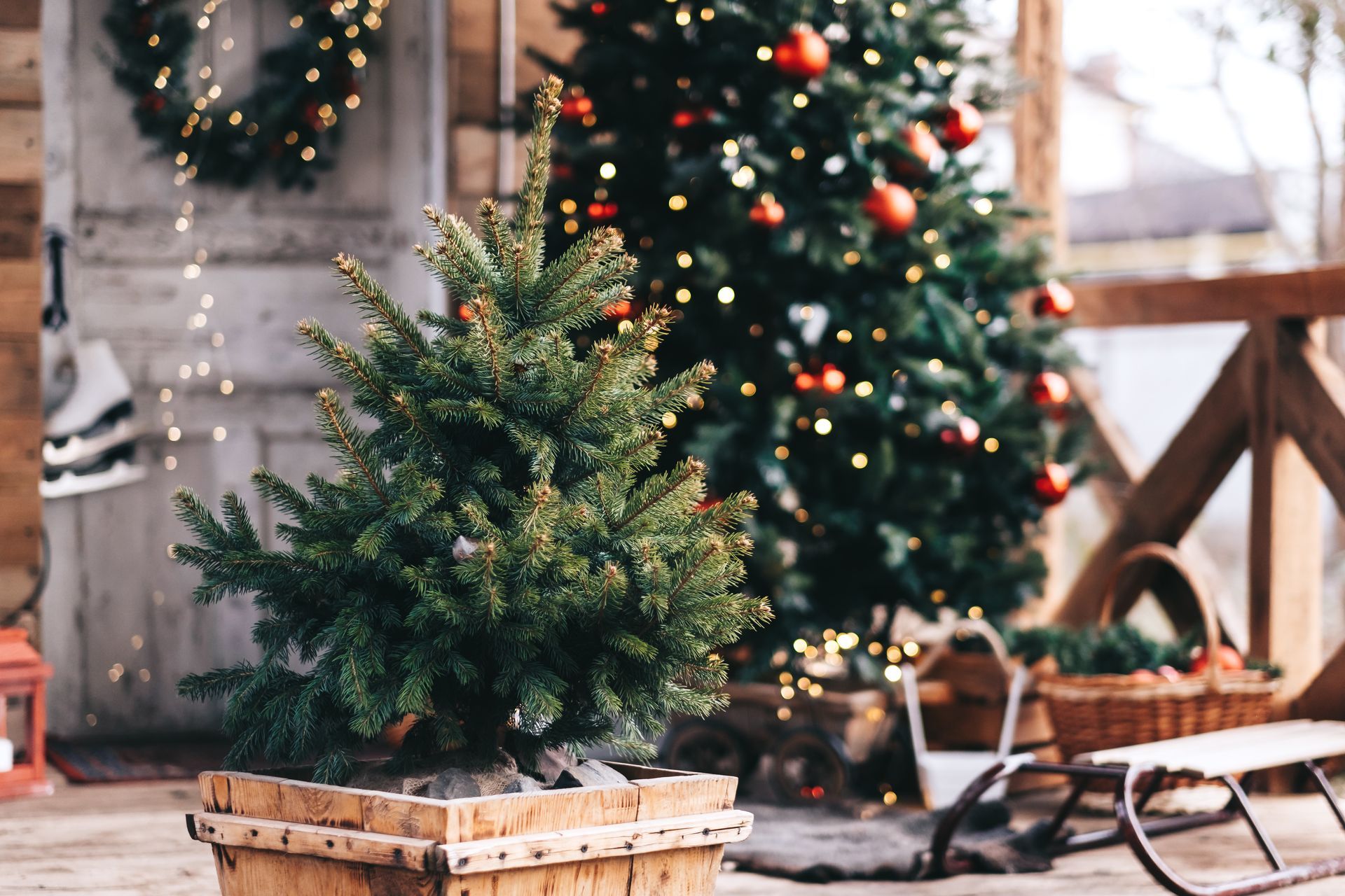 Small potted Christmas tree on a rustic porch with a decorated tree and holiday decor in the background