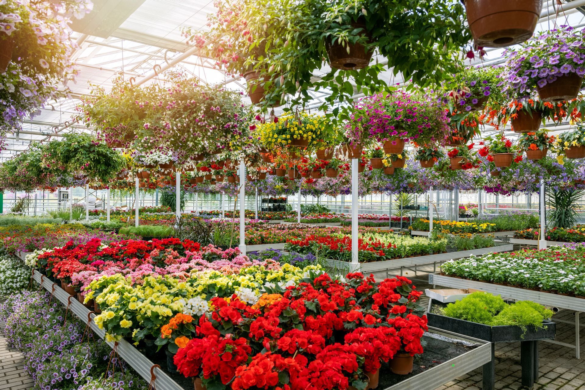 Colorful flower beds in a greenhouse with hanging baskets and rows of blooming plants