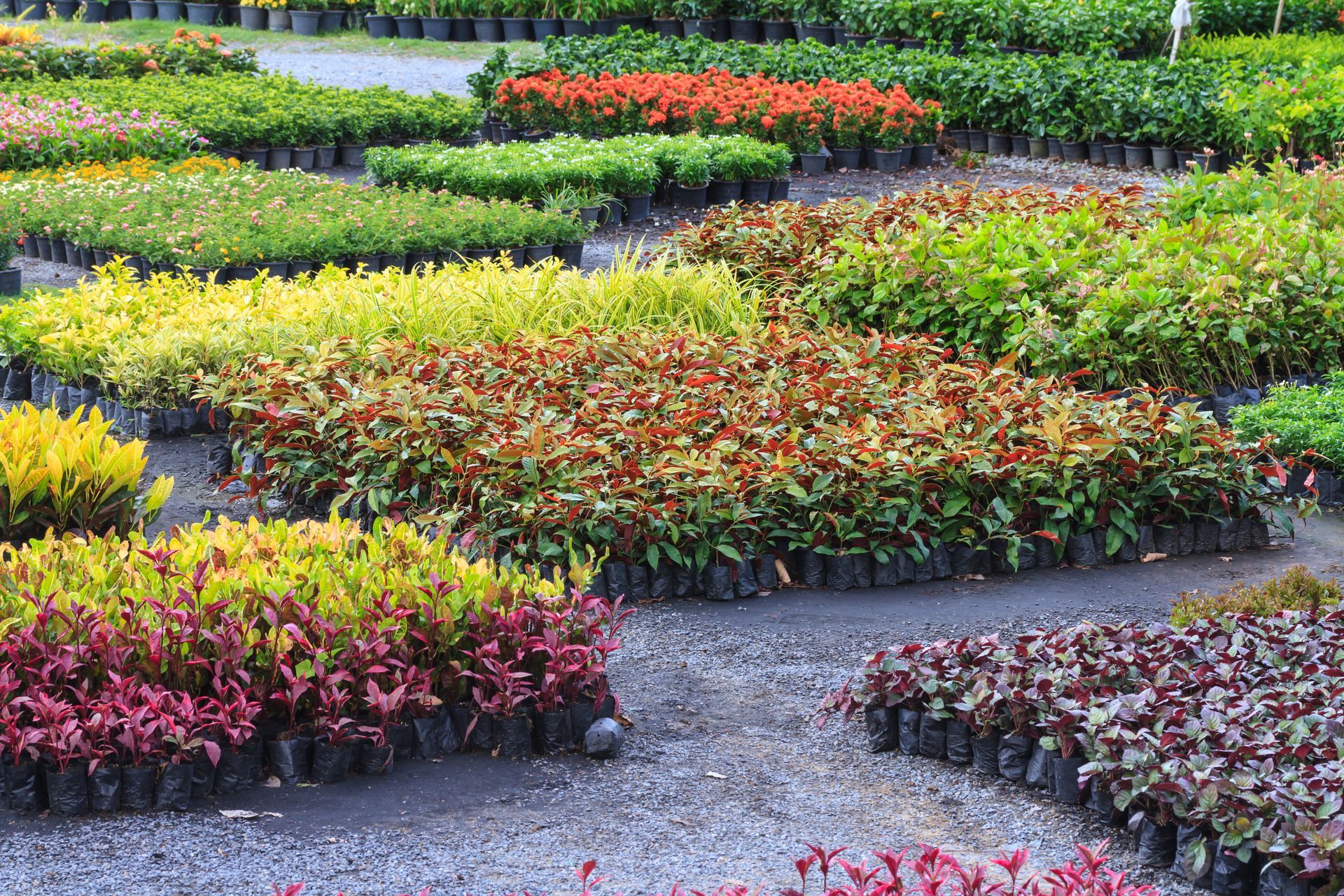 Rows of colorful flowering plants in a neatly arranged garden nursery