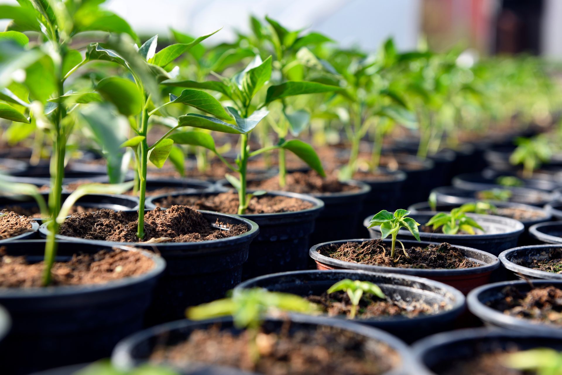 Rows of green seedlings in small pots on trays in a greenhouse nursery