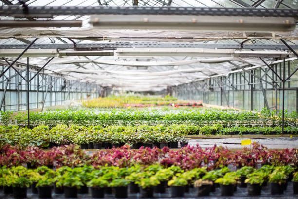 Rows of colorful potted plants inside a bright greenhouse with metal beams and glass سقciling