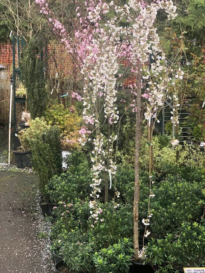 Garden path bordered by lush greenery and a blooming pink-and-white flowering tree arching overhead