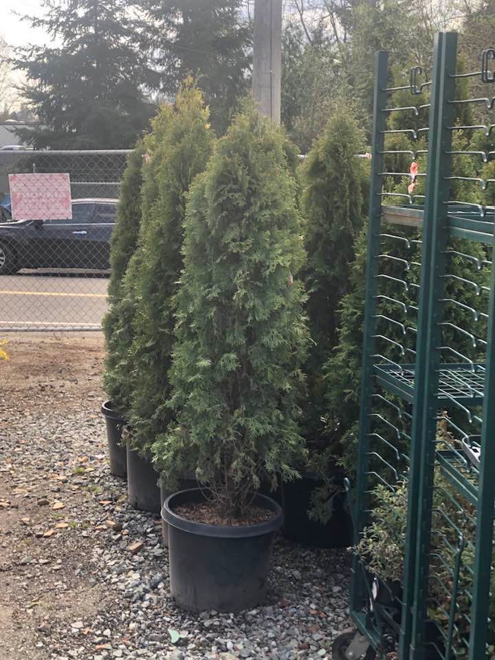 Potted evergreen shrubs beside a chain-link fence in an outdoor nursery.