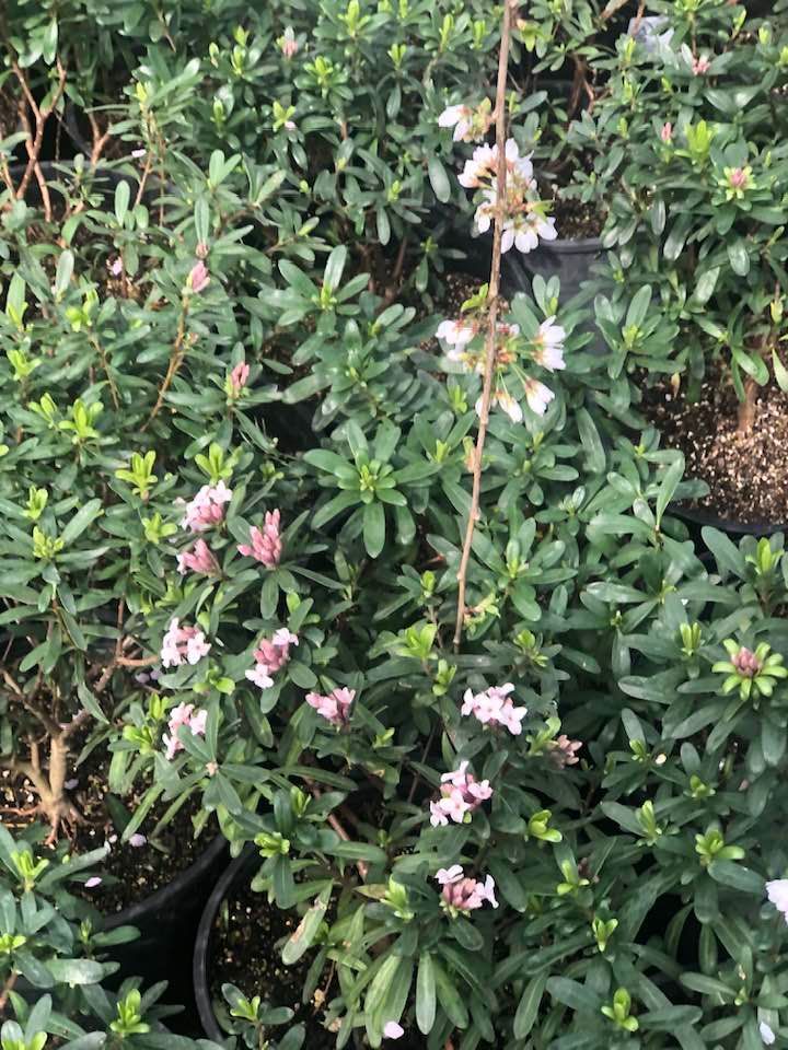 Potted flowering shrubs with pink and white blossoms in a nursery setting
