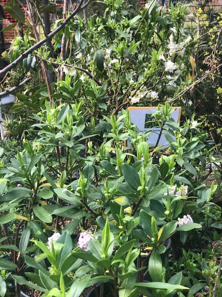 Dense green shrub with white flowers and a small blue sign partly hidden in the leaves