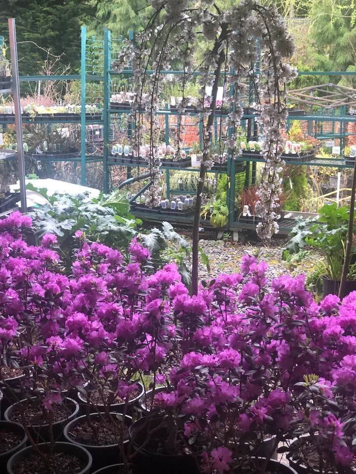 Purple flowers in pots beside a fenced garden with trees and a walkway in the background