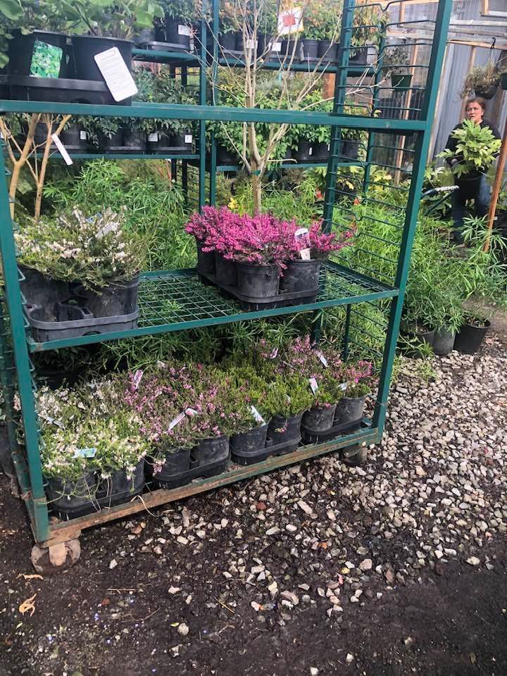 Potted plants and flowers on a green nursery shelf outdoors, with a person in the background