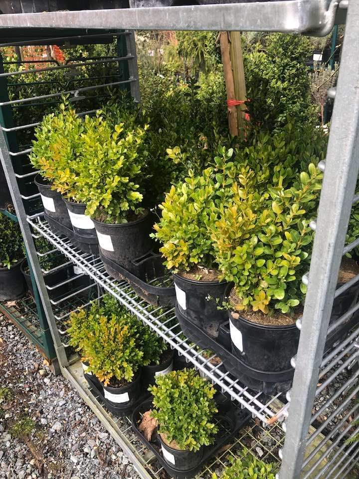 Potted shrubs on a metal garden cart outdoors, with green and yellow foliage.