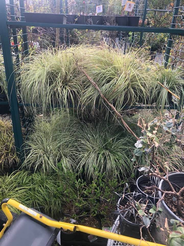 Potted ornamental grasses and a black railing in a small garden, with a yellow scooter handle in the foreground