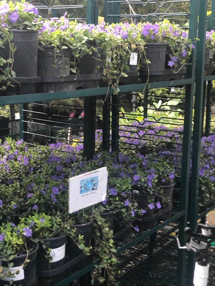 Green plant display on metal racks with purple flowers in a garden center