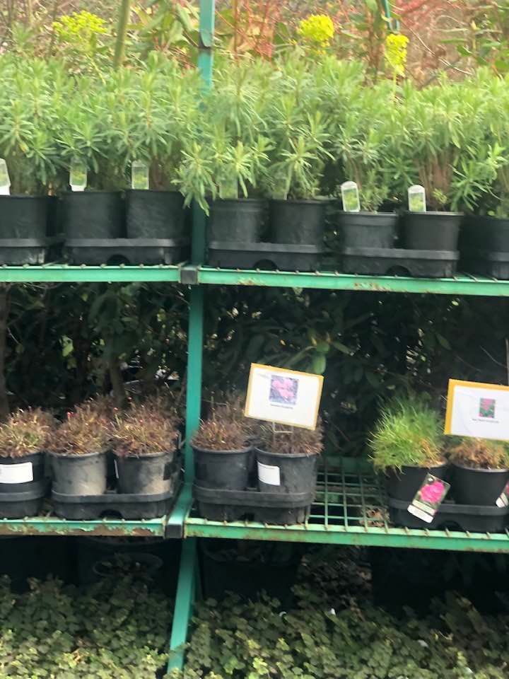 Potted plants on store shelves, with green foliage and small label signs.