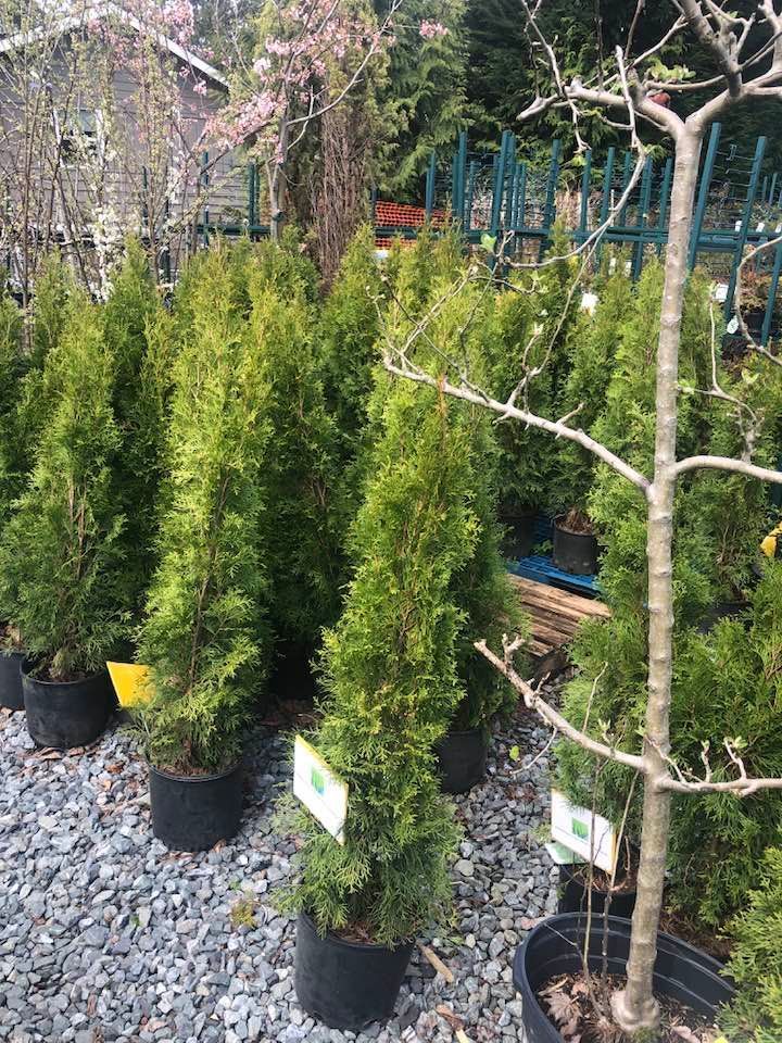 Potted evergreen shrubs and a bare young tree displayed on gravel at a nursery