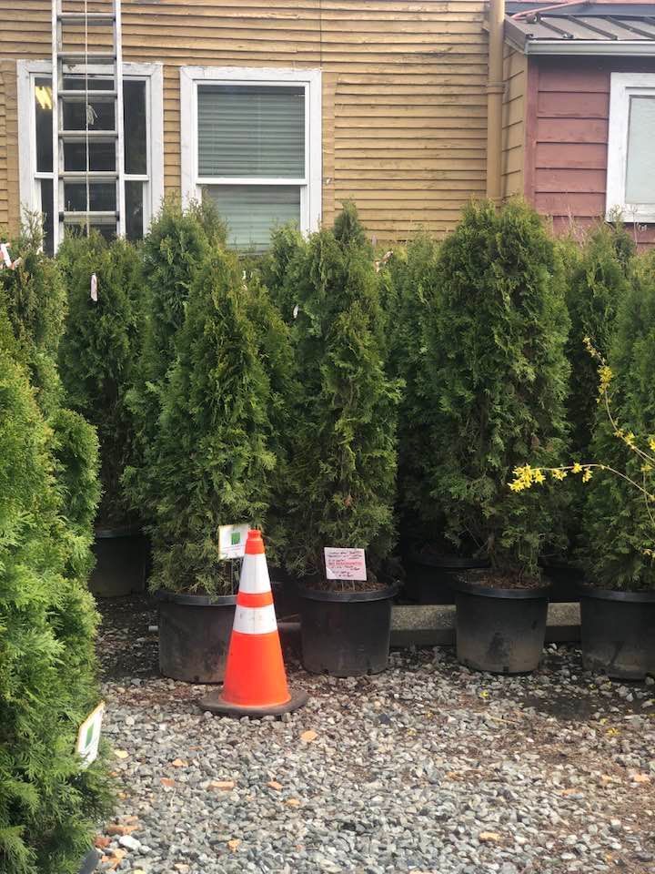 Row of potted evergreen shrubs and an orange traffic cone outside a house with tan siding