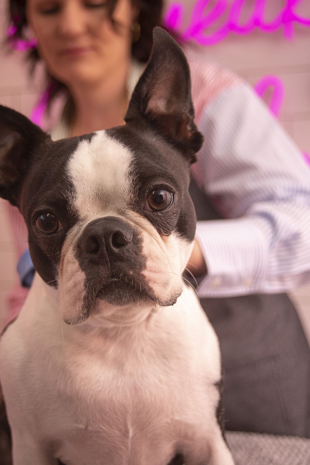 To Sugarcoats Grooming And Online Store