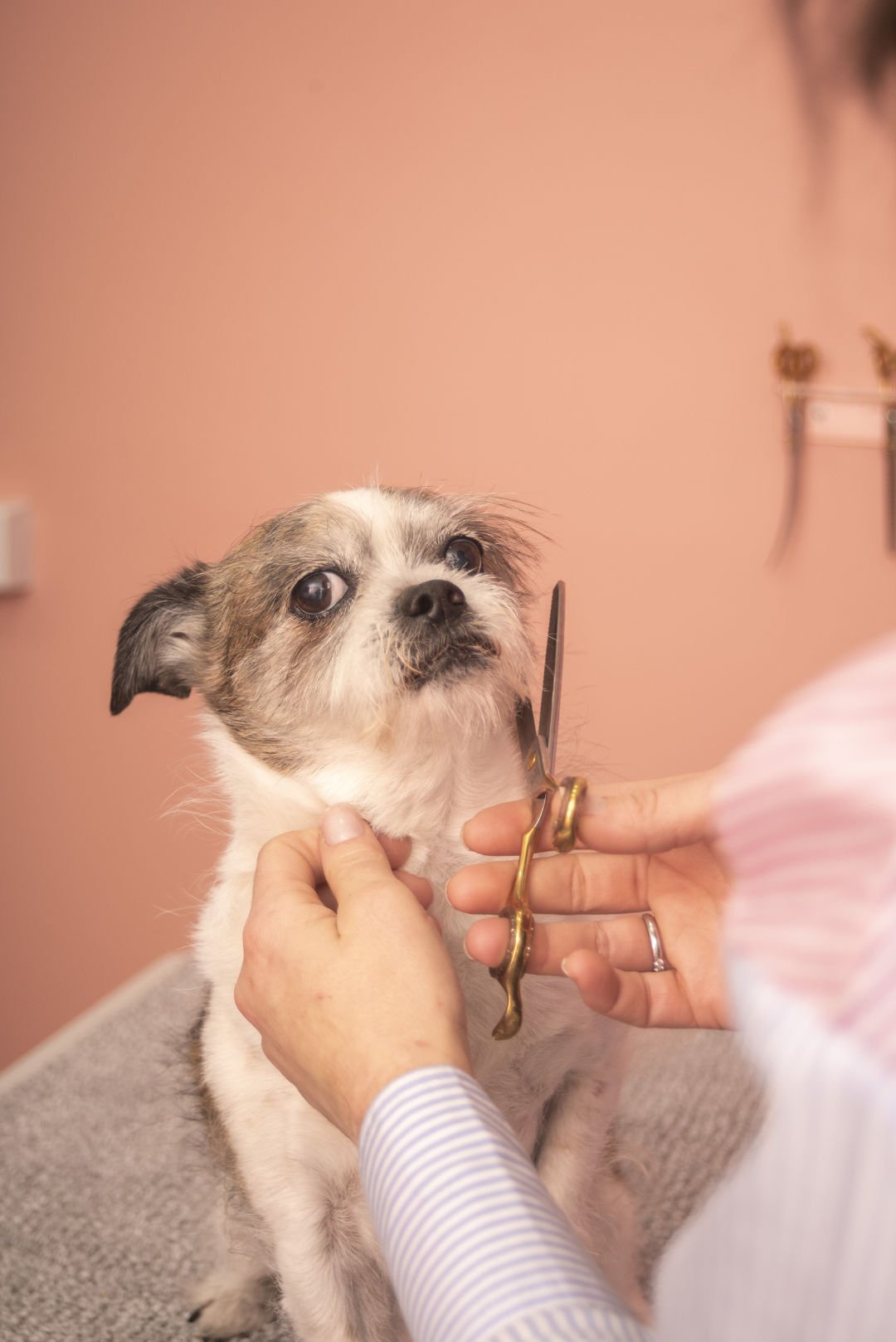 Dog Grooming Services Ipswich