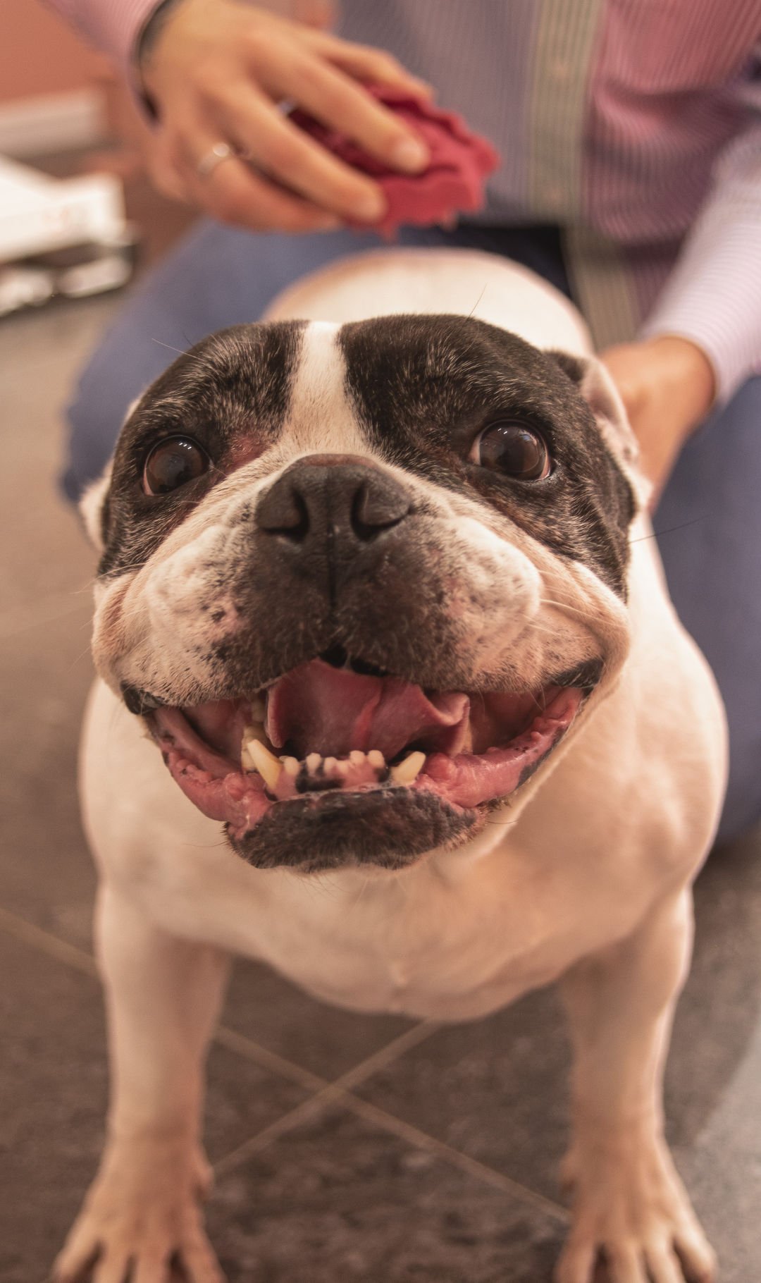 Dog Grooming Services Ipswich