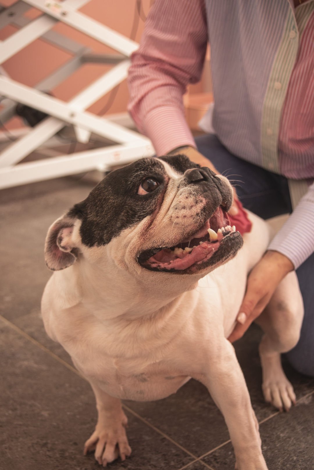 To Sugarcoats Grooming And Online Store