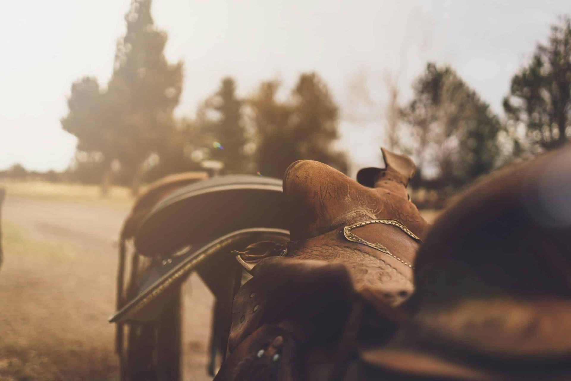 A close up of a horse 's head with a saddle on it.