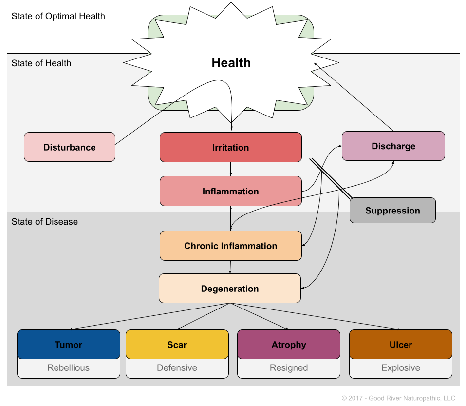 Learn about the Naturopathic Model of Health and how inflammation is caused by environmental disturbances