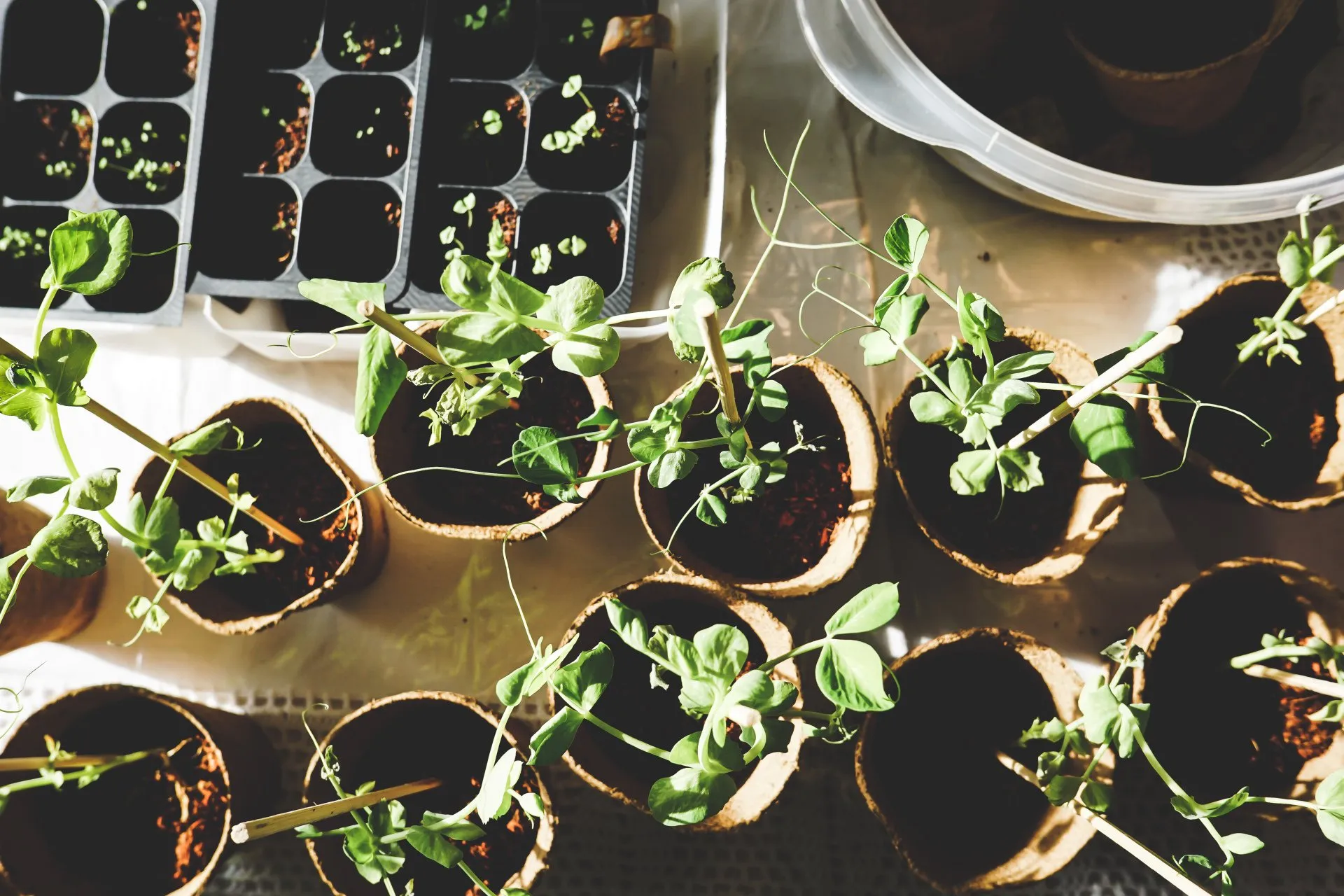 Natur, Garten, Pflanzen, Wachsen, Saat und Ernte, Früchte