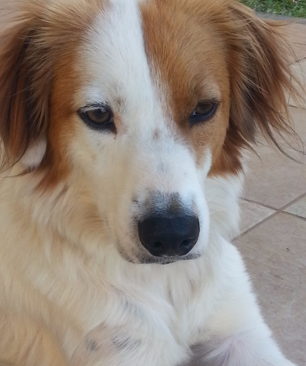 Close-up of a white and tan dog with floppy ears, looking down