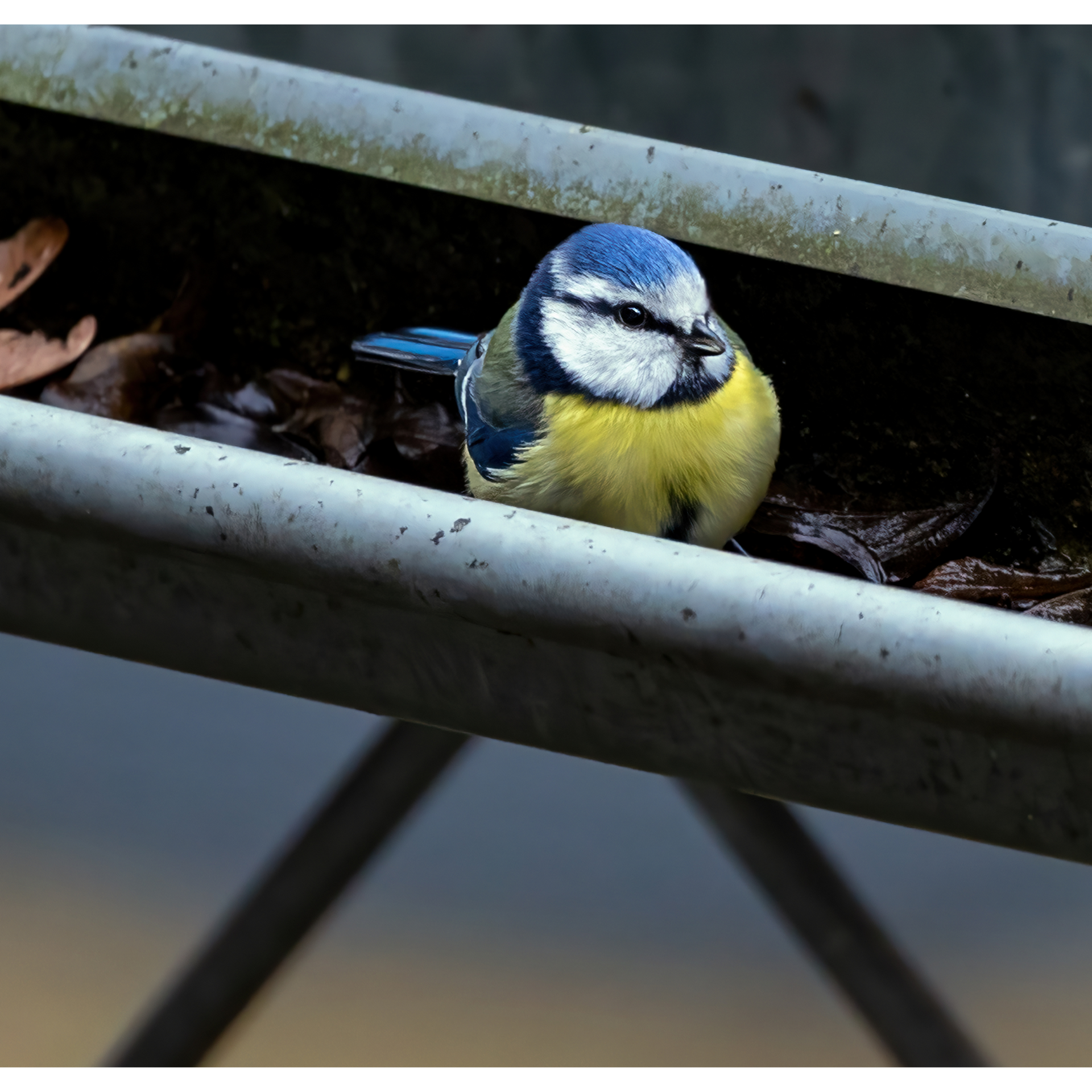 bird nesting in a gutter