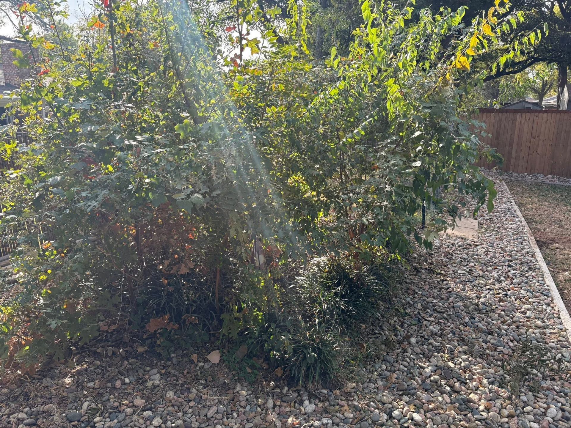 Shrub bed beside a gravel path in bright sunlight, with a wooden fence in the background.