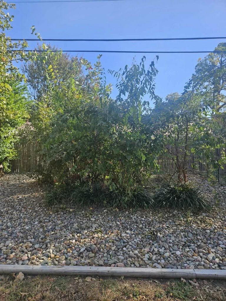 Bushes and trees along a gravel roadside under a clear blue sky, with power lines overhead.