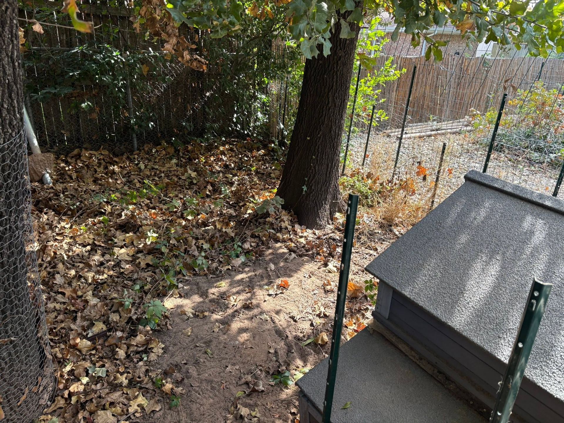 Backyard corner with dirt ground, fallen leaves, and two trees beside a small shed or roofed structure.