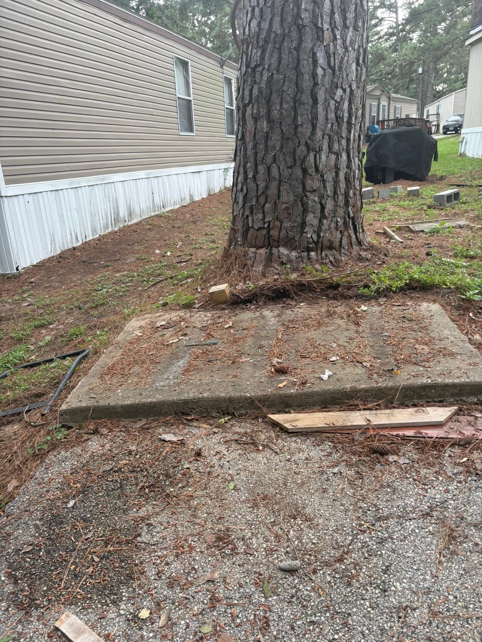 Damaged gravel walkway with a large tree growing through a cracked concrete pad beside a house