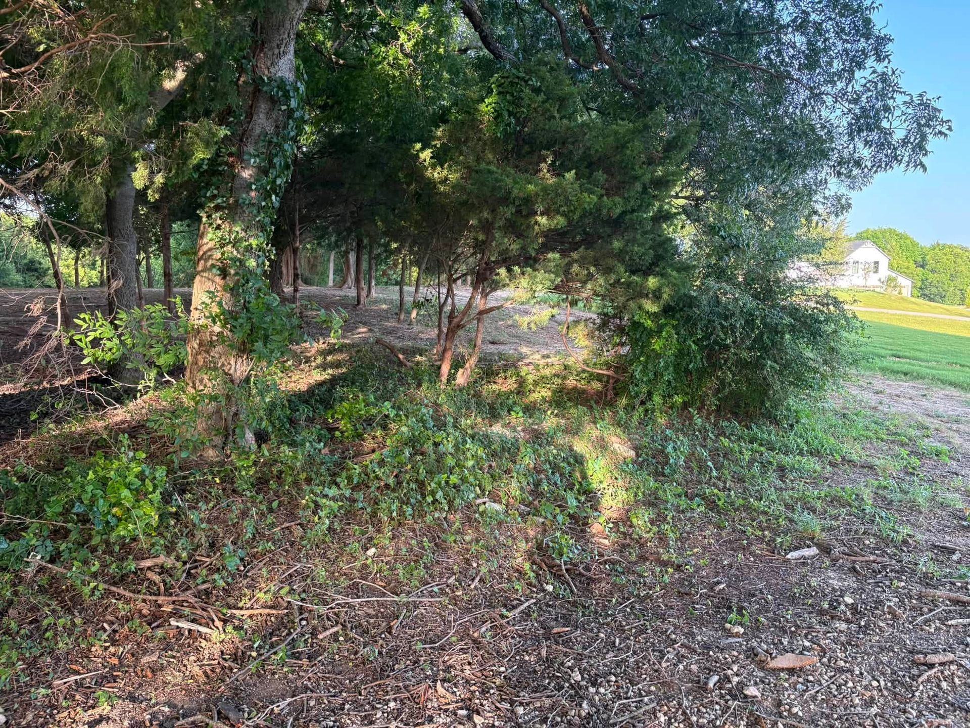 Wooded path beside a sunlit field, with trees, brush, and a dirt trail in the foreground