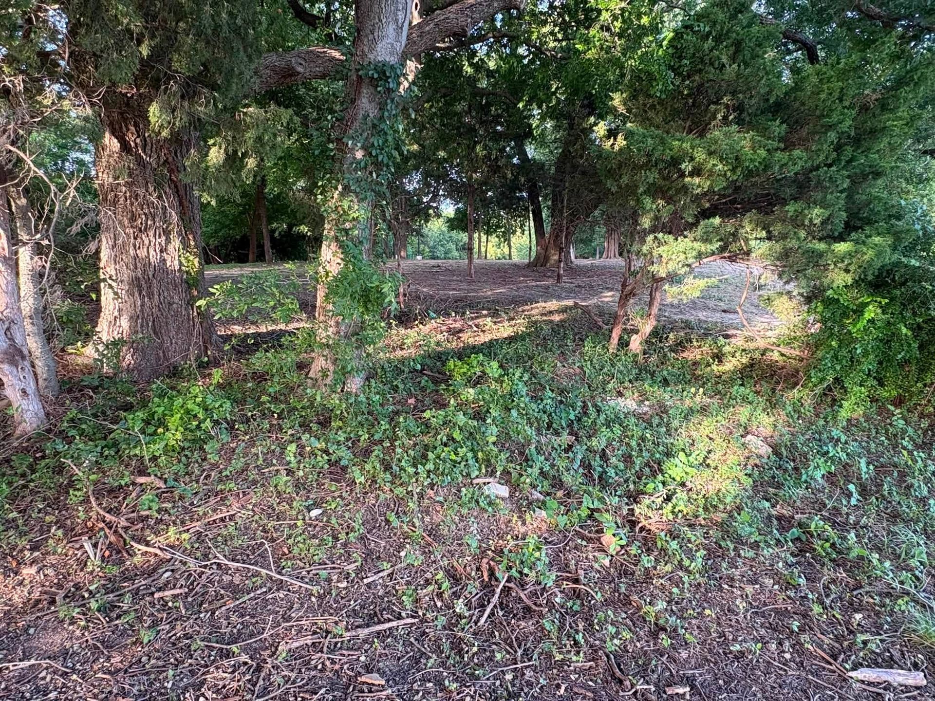 Wooded area with trees, green undergrowth, and a sunlit dirt path.