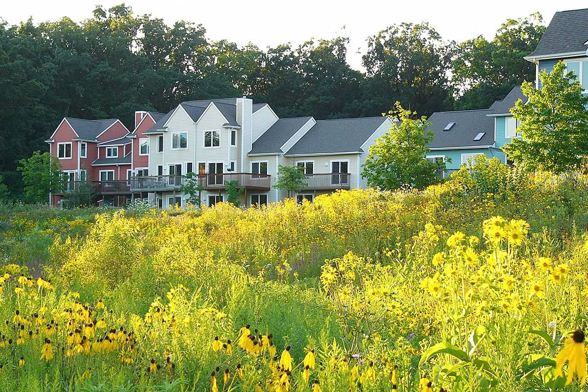 A field of yellow flowers with houses in the background
