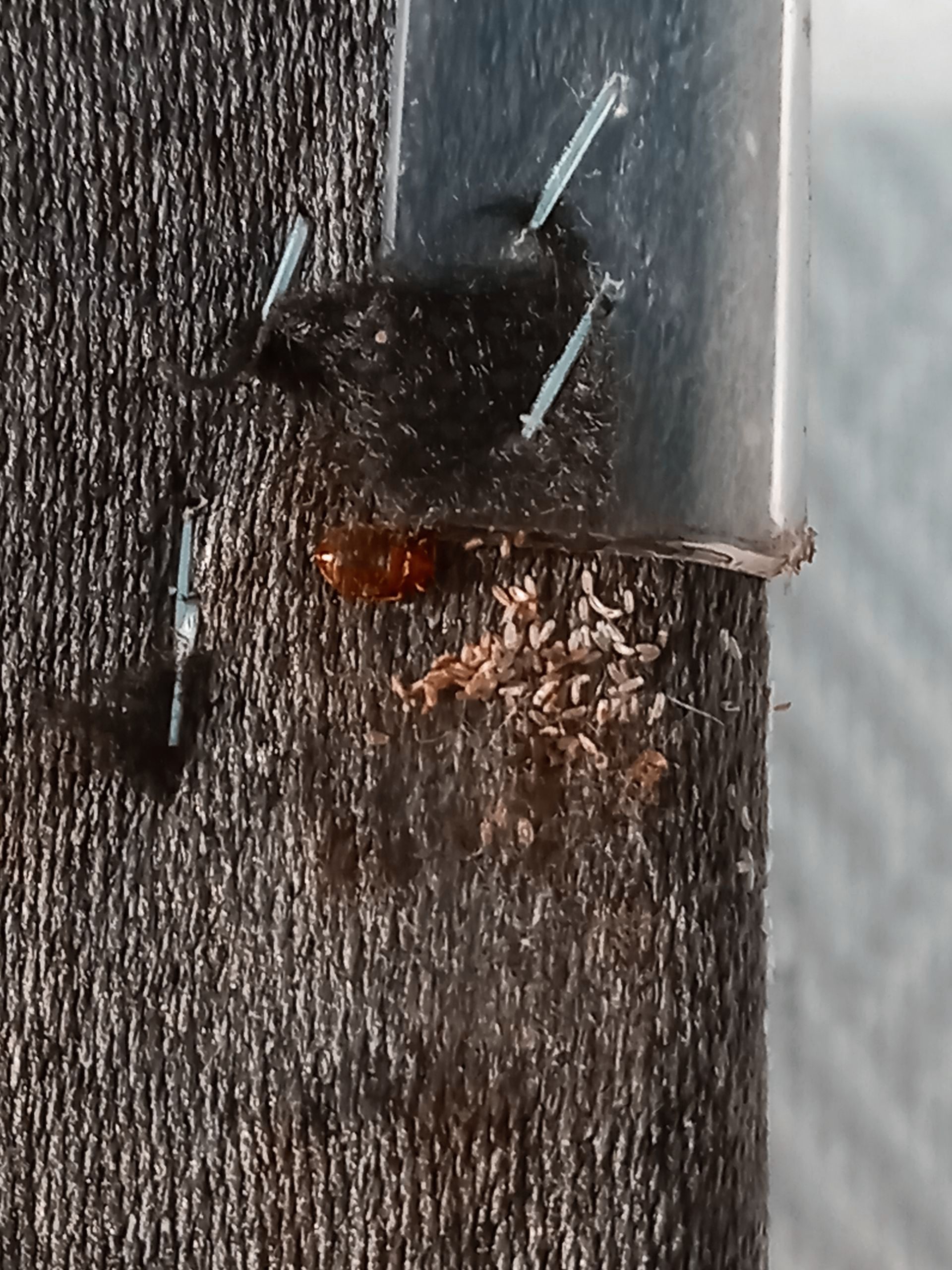Un insecte rampe sur un morceau de bois avec des clous qui en sortent.