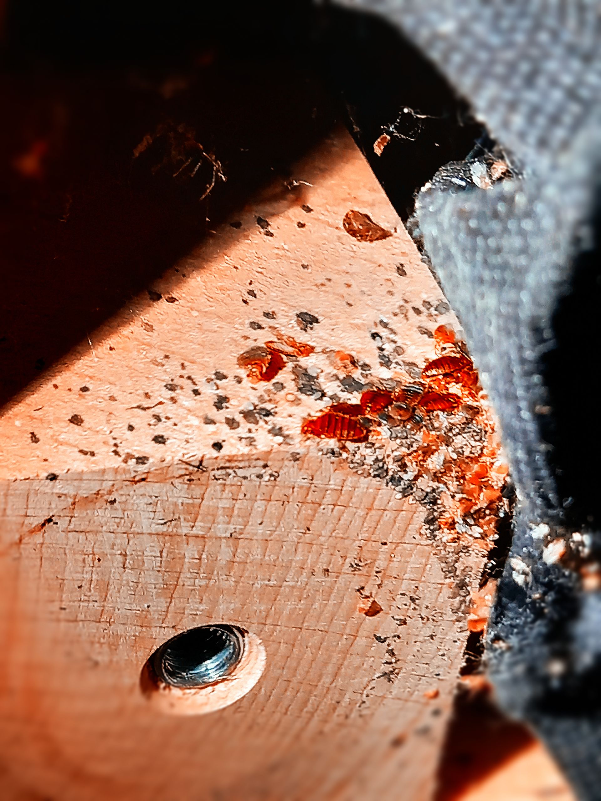 Un gros plan d'un morceau de bois avec un trou dedans.