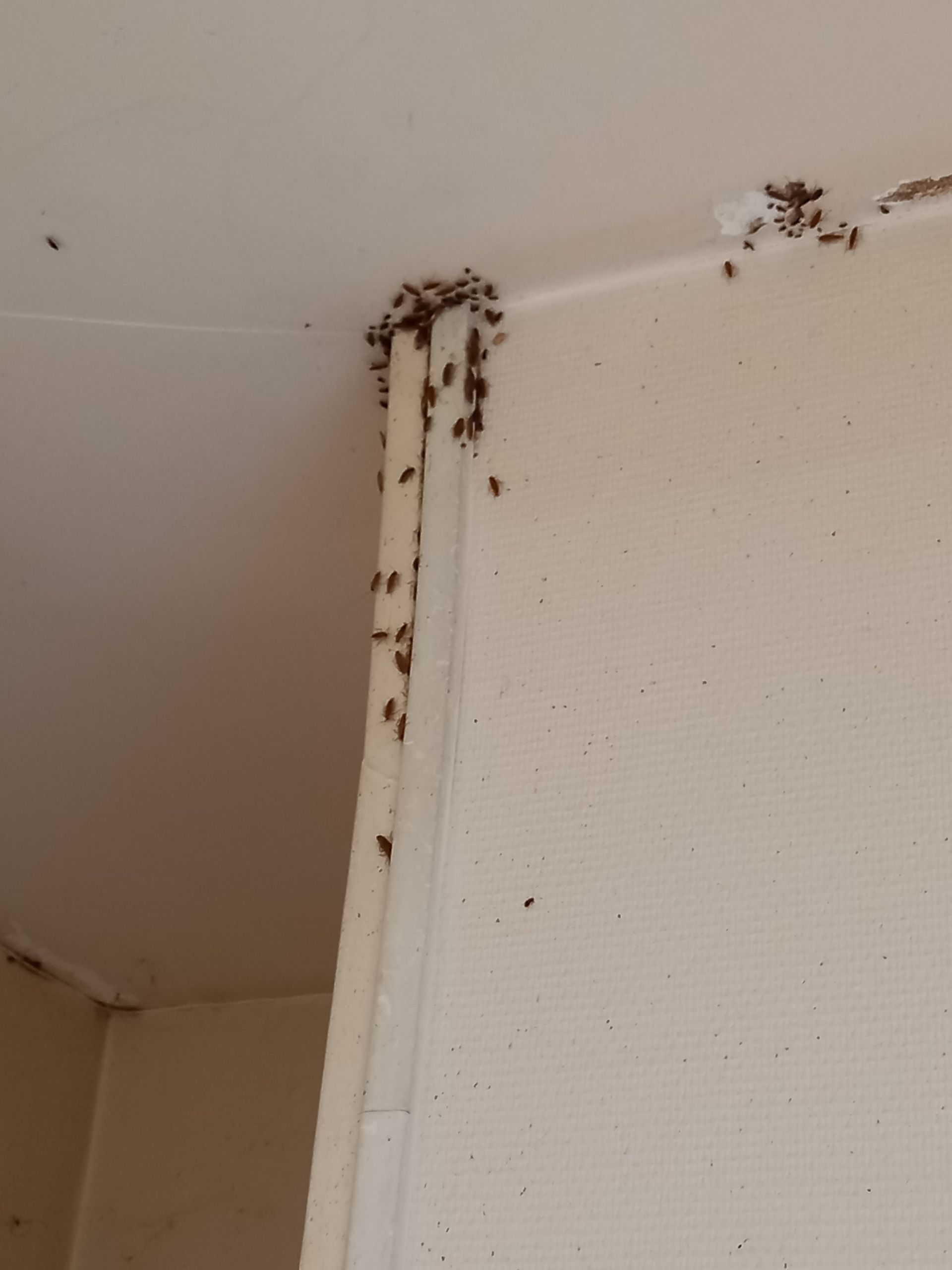 Infestation de cafards dans une cuisine