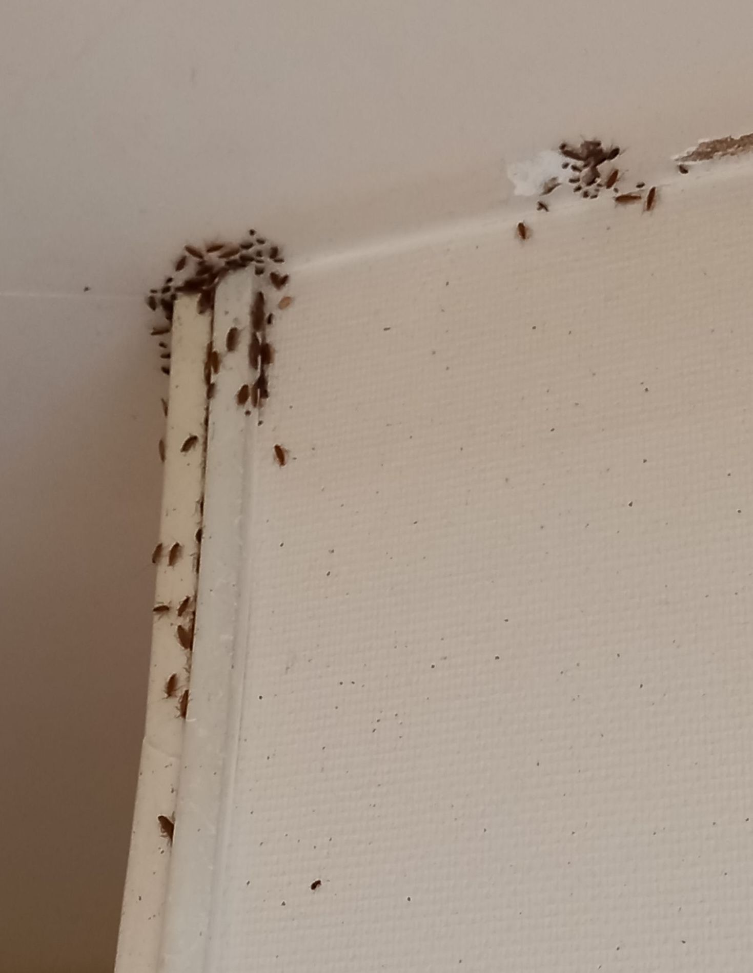 Un groupe de fourmis rampe sur un mur blanc