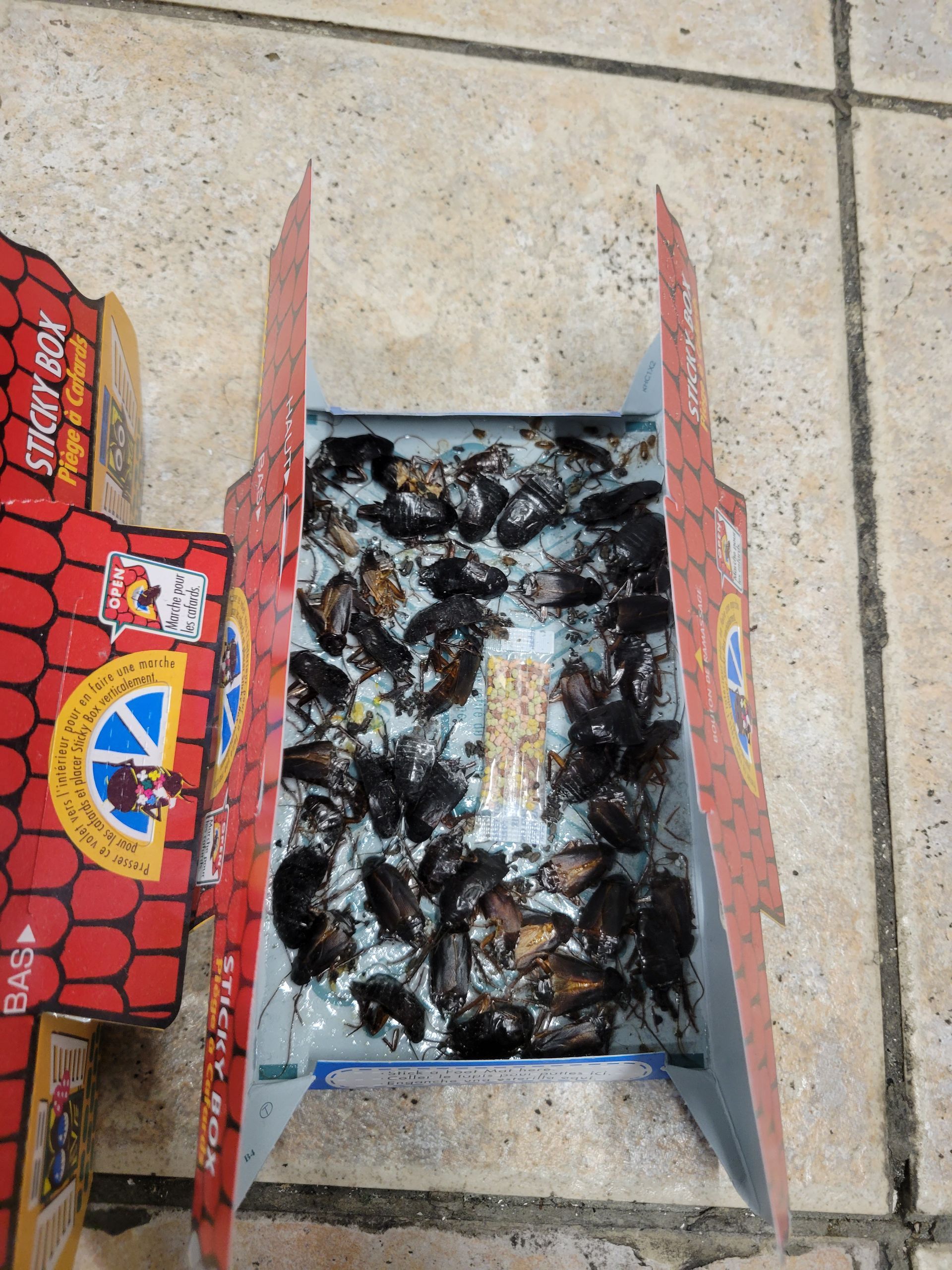 Une boîte de cafards est posée sur un sol carrelé