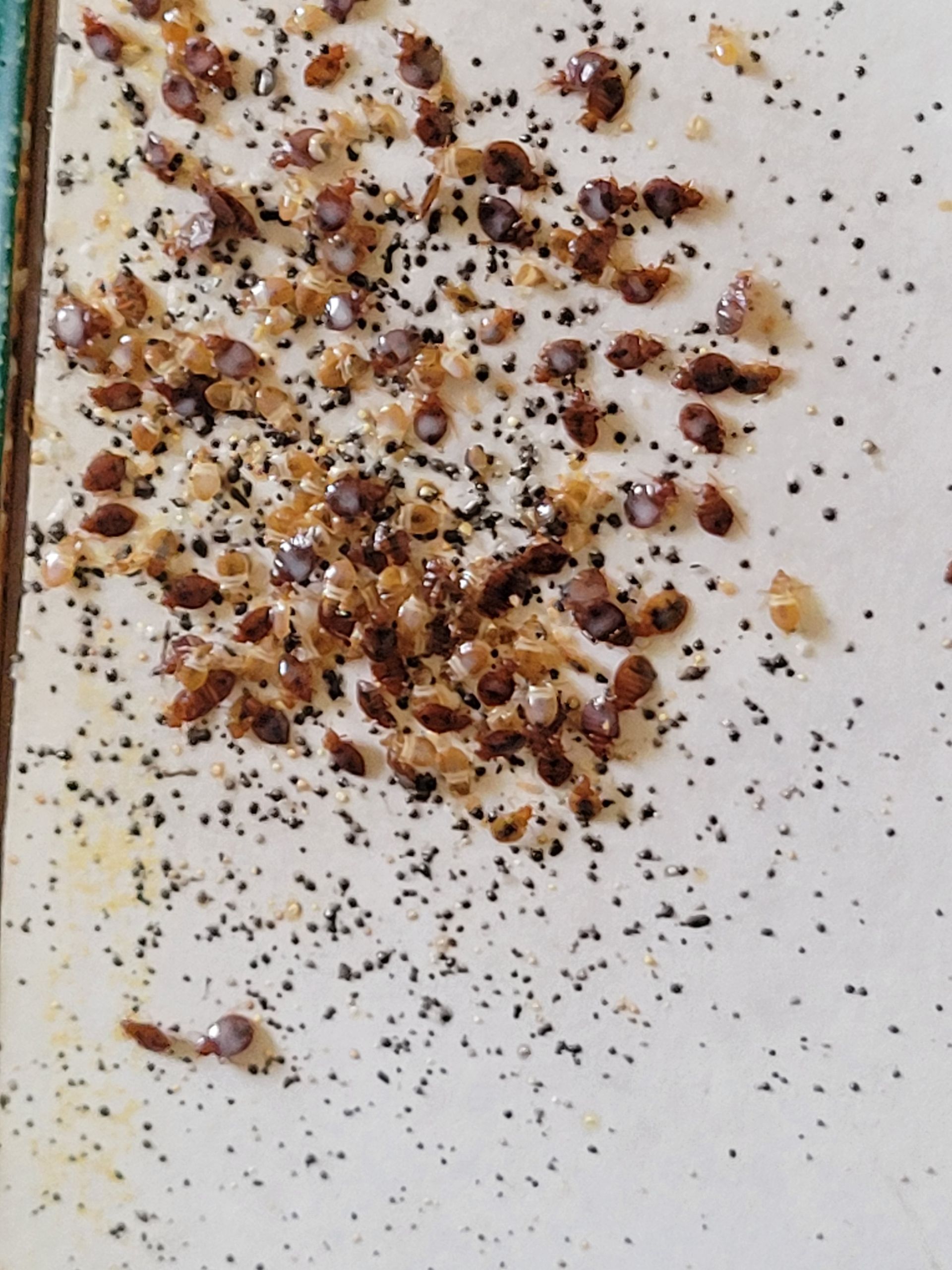 infestation de punaises de lit dans une chambre